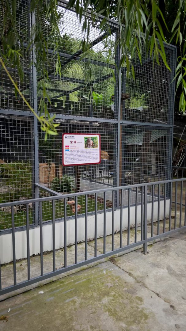 Golden cat new enclosure (photo by YuLiu)