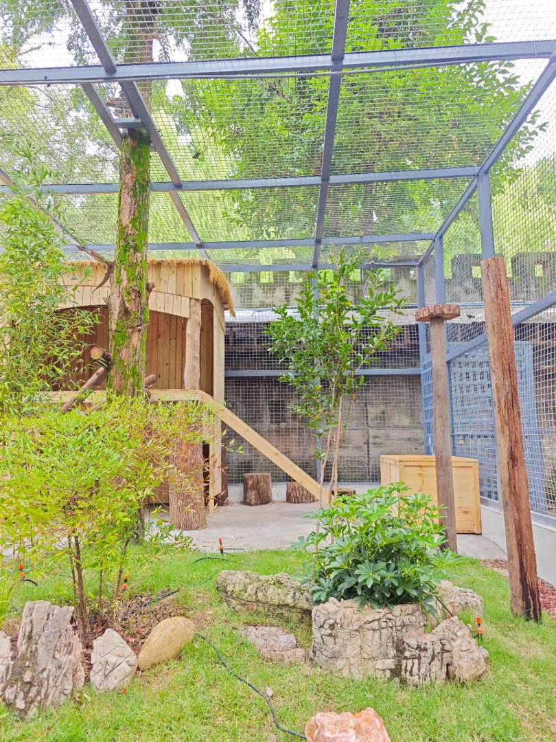 Golden cat new enclosure (photo by YuLiu)