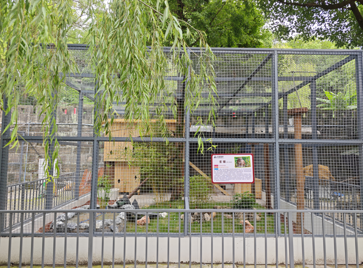 Golden cat new enclosure (photo by YuLiu)