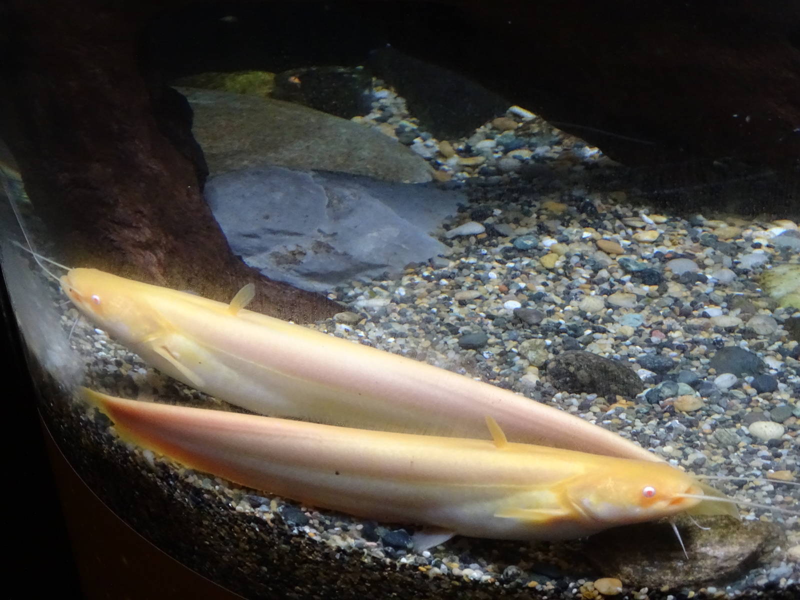 Golden catfish