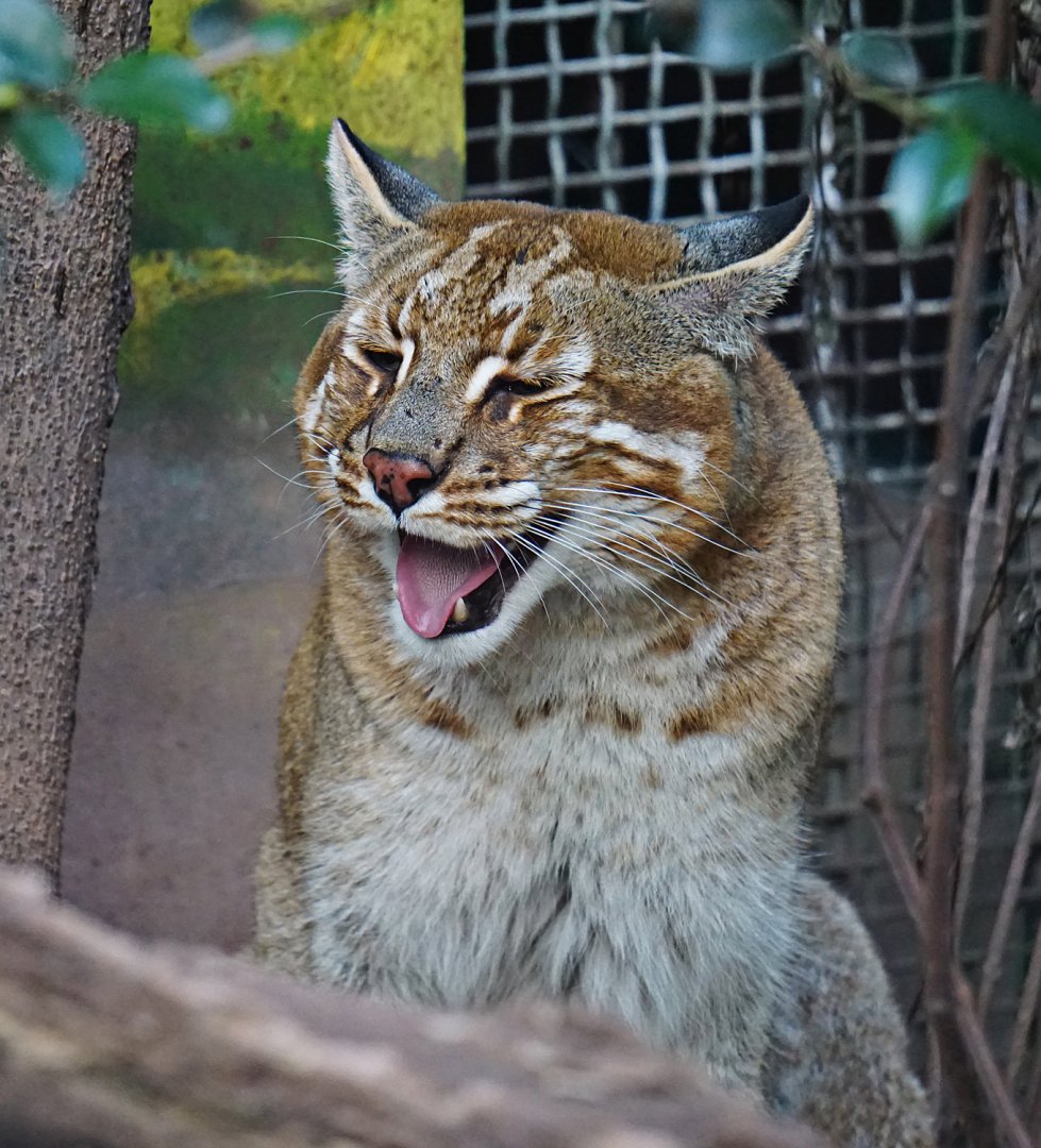 Golden cat's smile