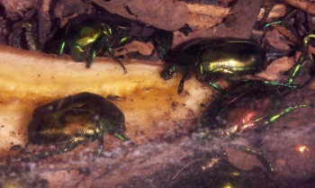 Golden Chafer (Cetonischema aeruginosa)