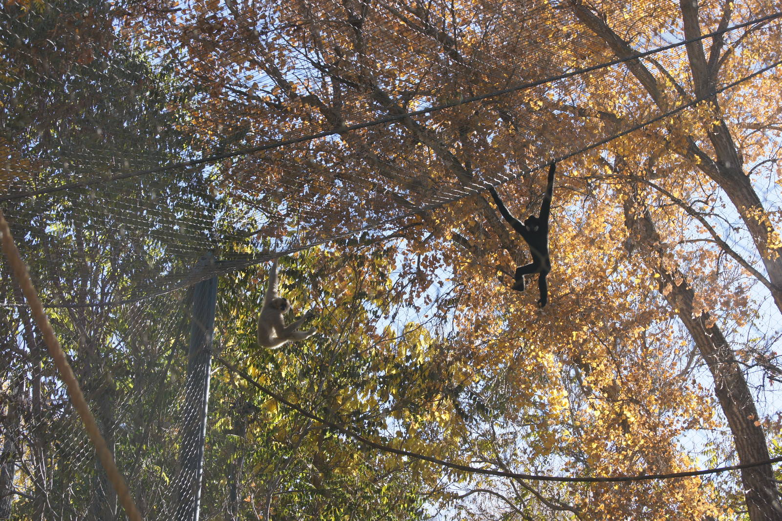 Golden Checked Gibbon