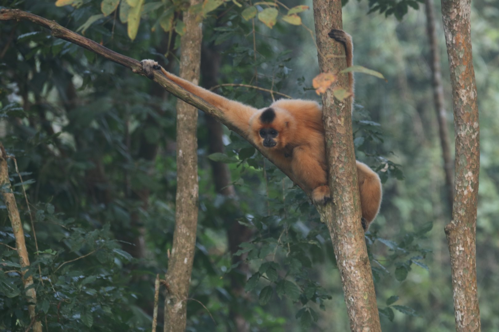Golden-cheecked gibbon in Cat tien
