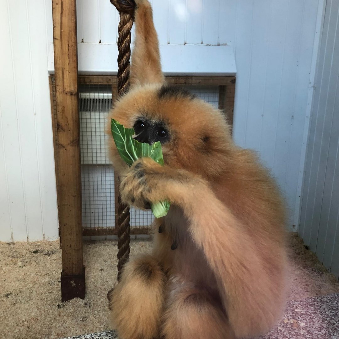 Golden-cheeked gibbon 101119