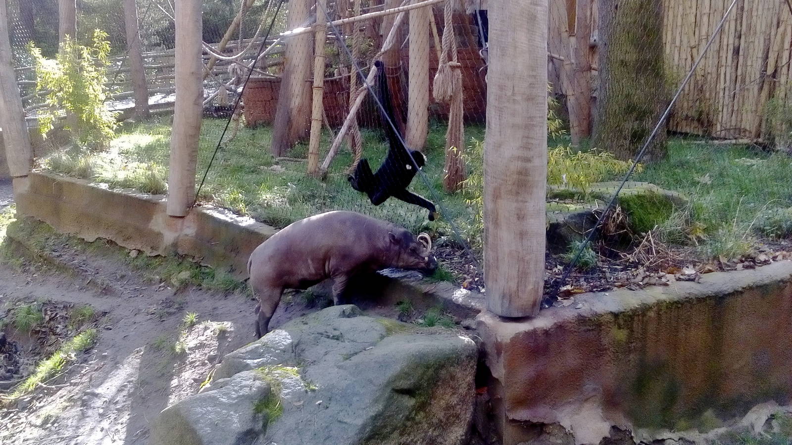 Golden-cheeked gibbon and babirusa
