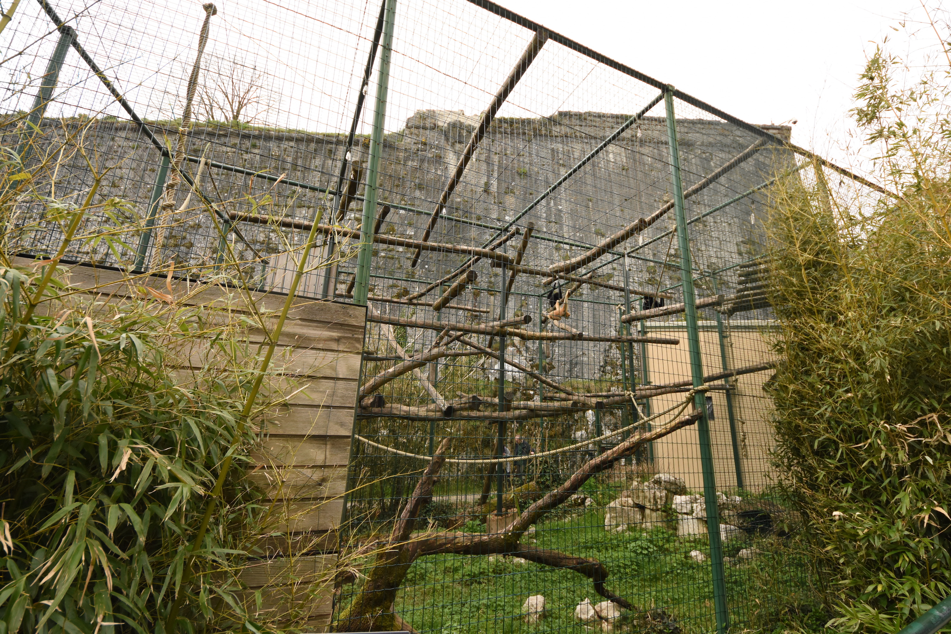 Golden-cheeked gibbon cage