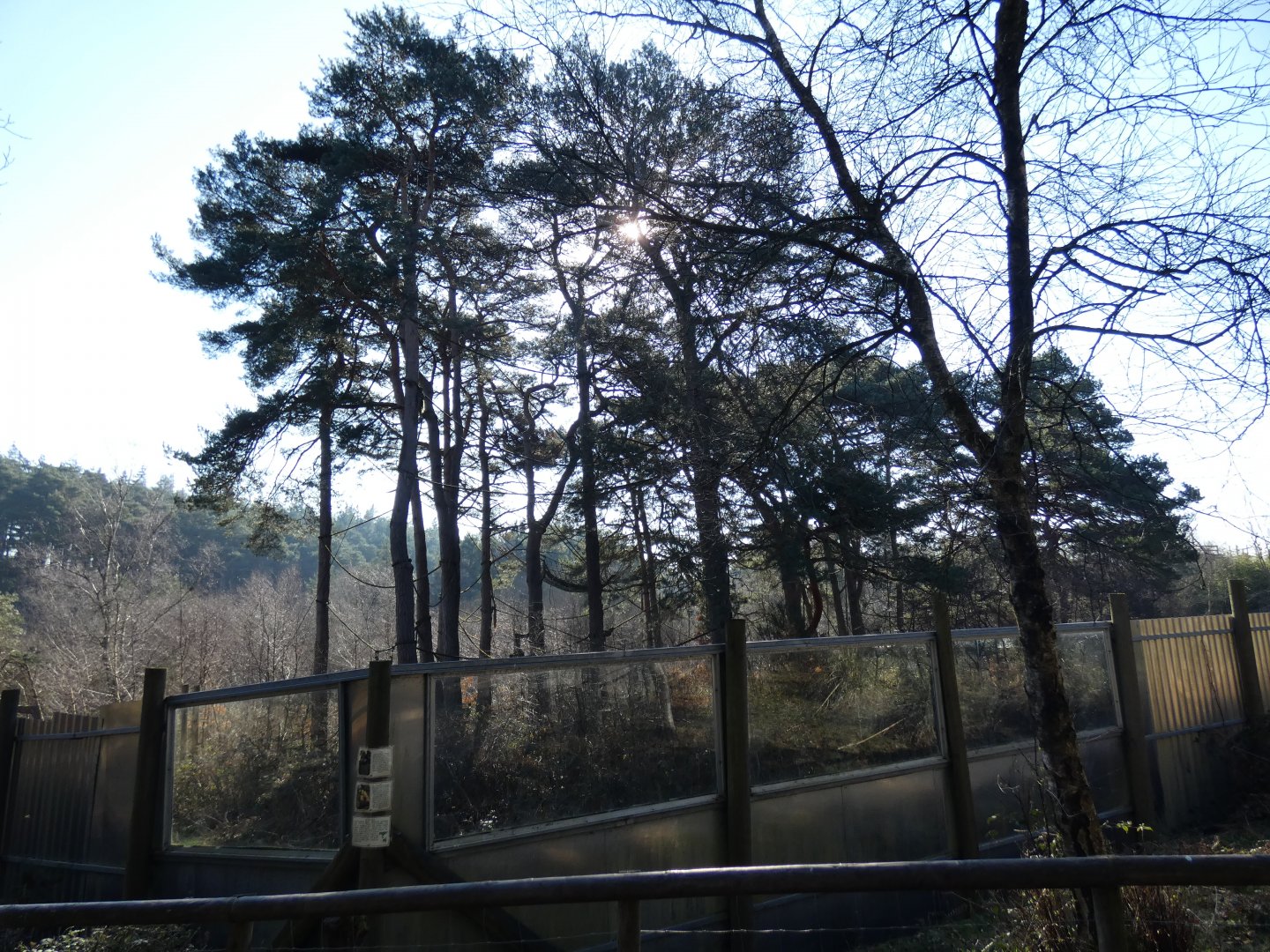 Golden-cheeked Gibbon enclosure (3)