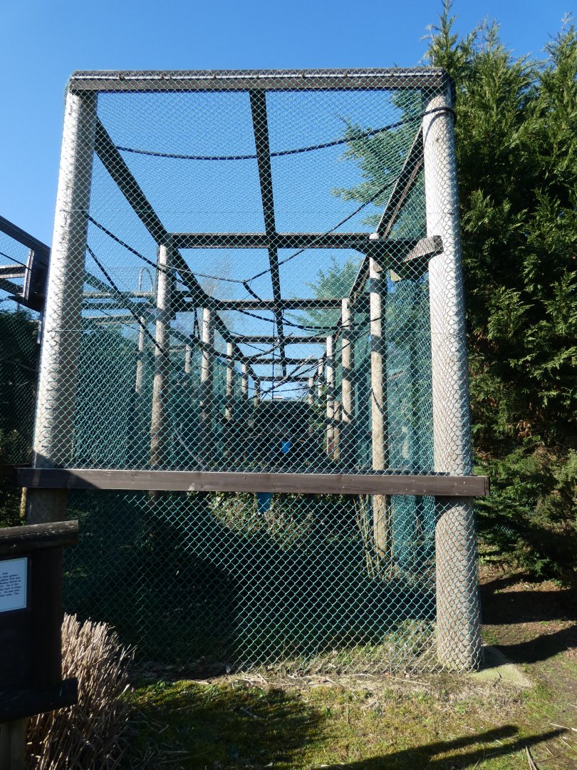 Golden-cheeked Gibbon enclosure (4)
