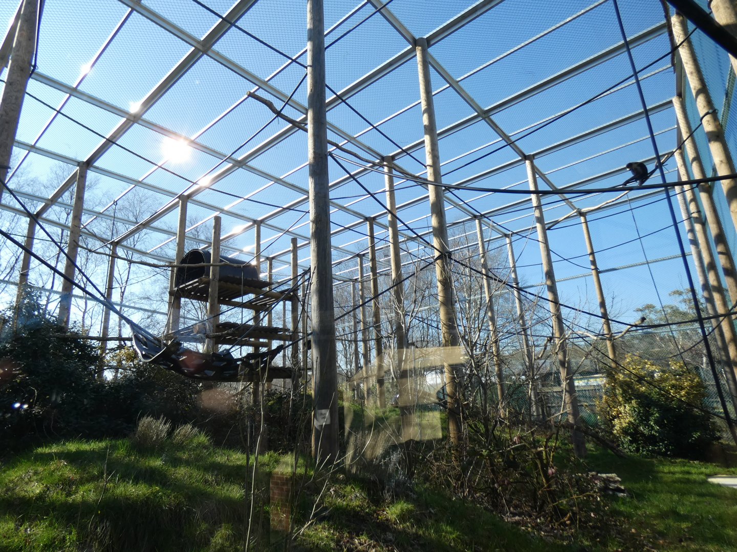 Golden-cheeked Gibbon enclosure