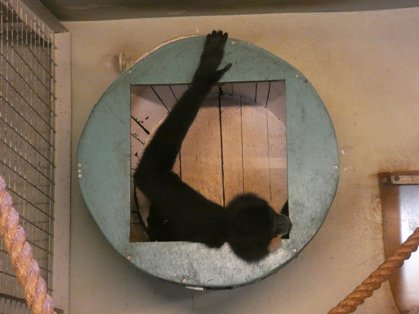 Golden-cheeked gibbon enclosure