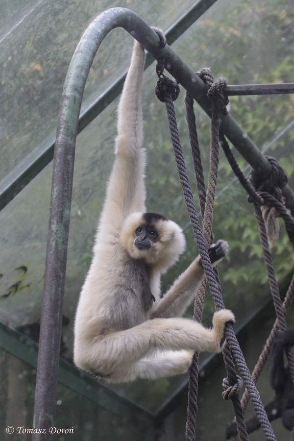 Golden-cheeked Gibbon (Hylobates gabriellae) female