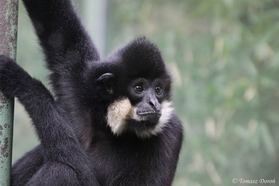 Golden-cheeked Gibbon (Hylobates gabriellae) - male