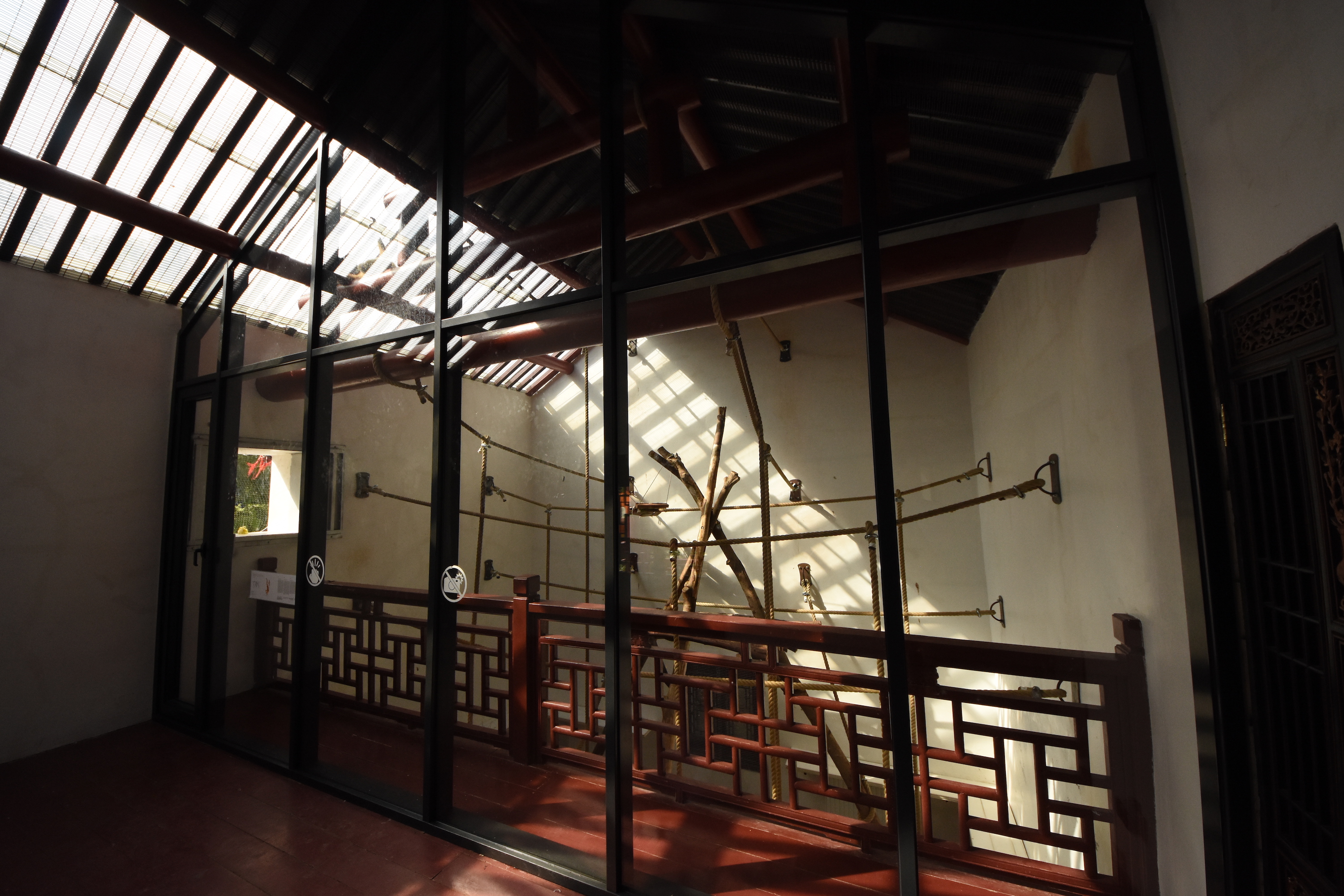 Golden-cheeked gibbon indoors