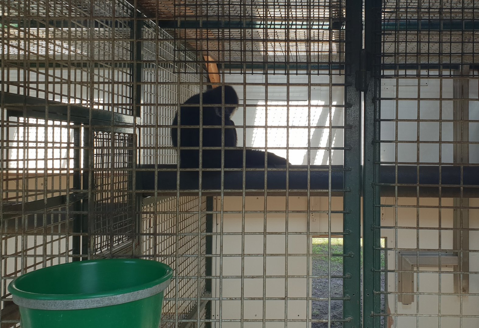 Golden-cheeked gibbon - indoors