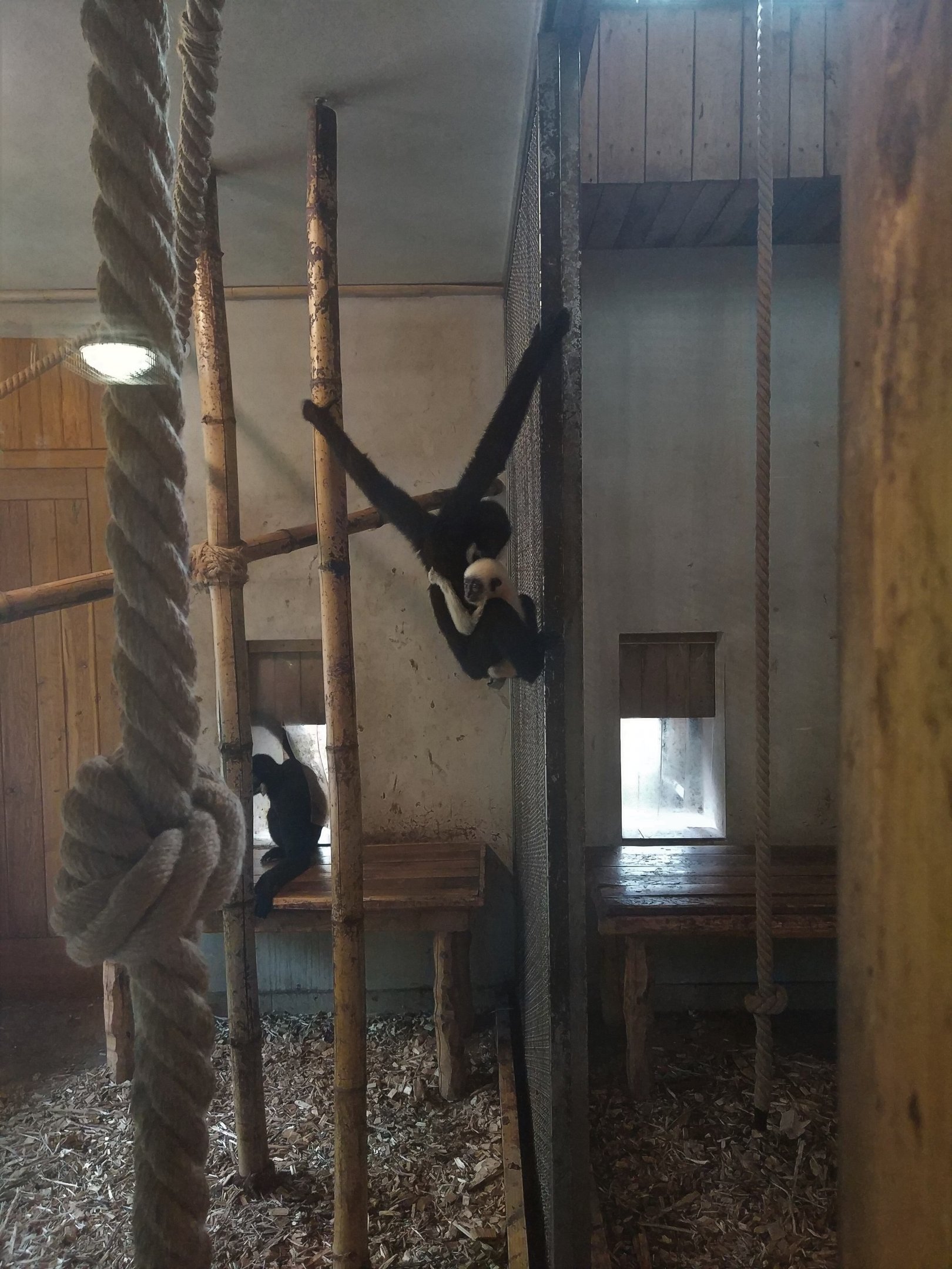 Golden-cheeked Gibbon Indoors