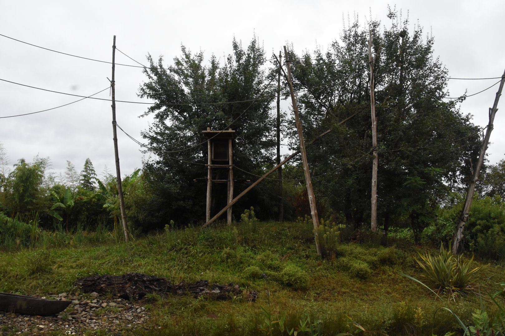 Golden-cheeked Gibbon island