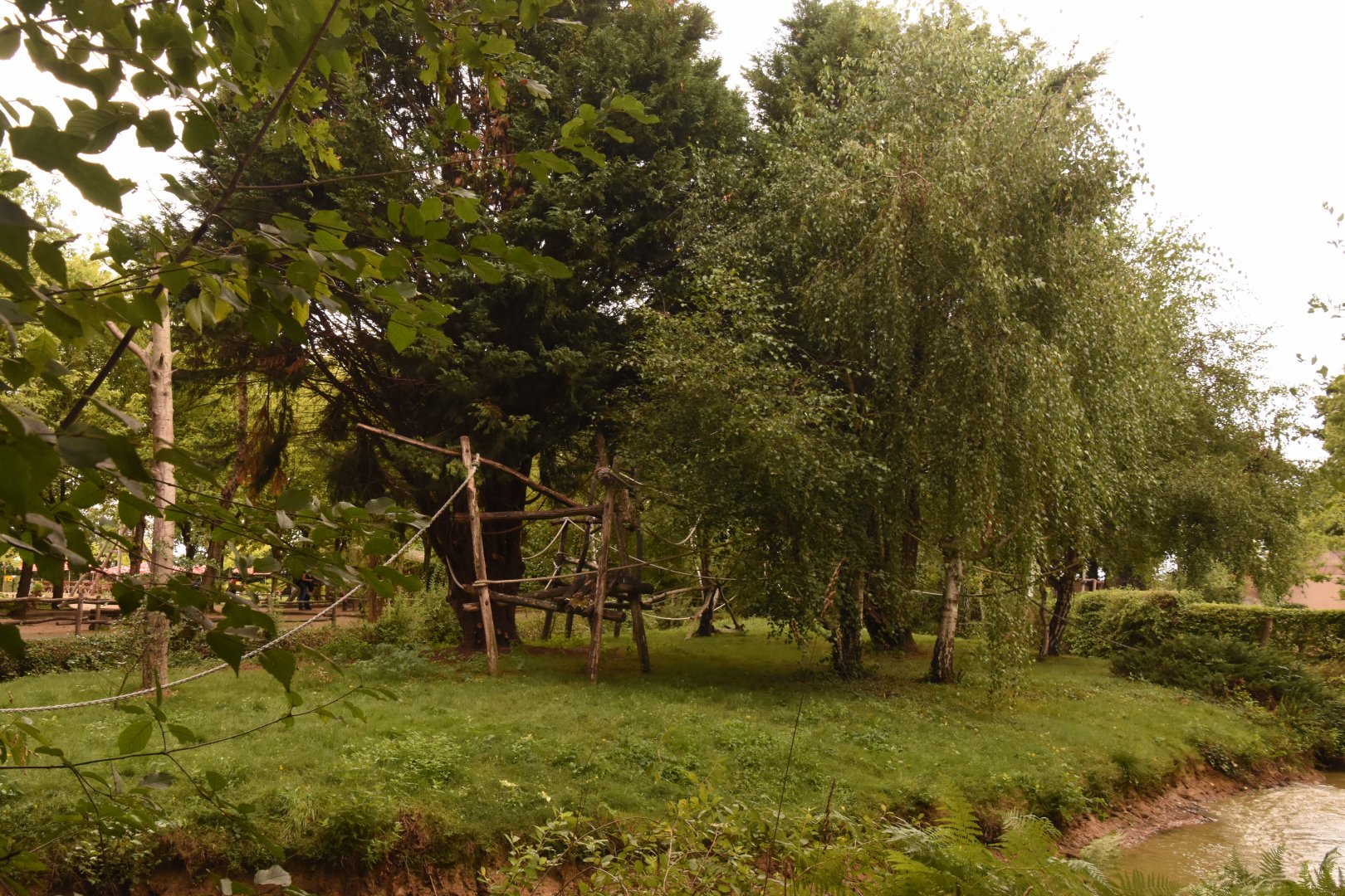 Golden-cheeked Gibbon island
