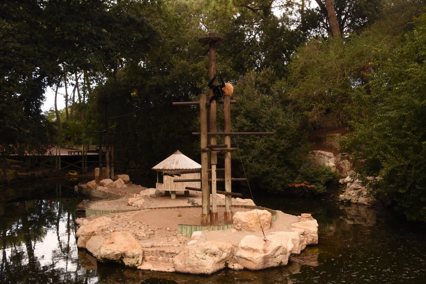 Golden-cheeked Gibbon island