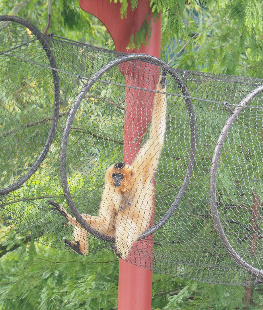 Golden-cheeked gibbon (Nomascus gabriellae), 2022-09-15