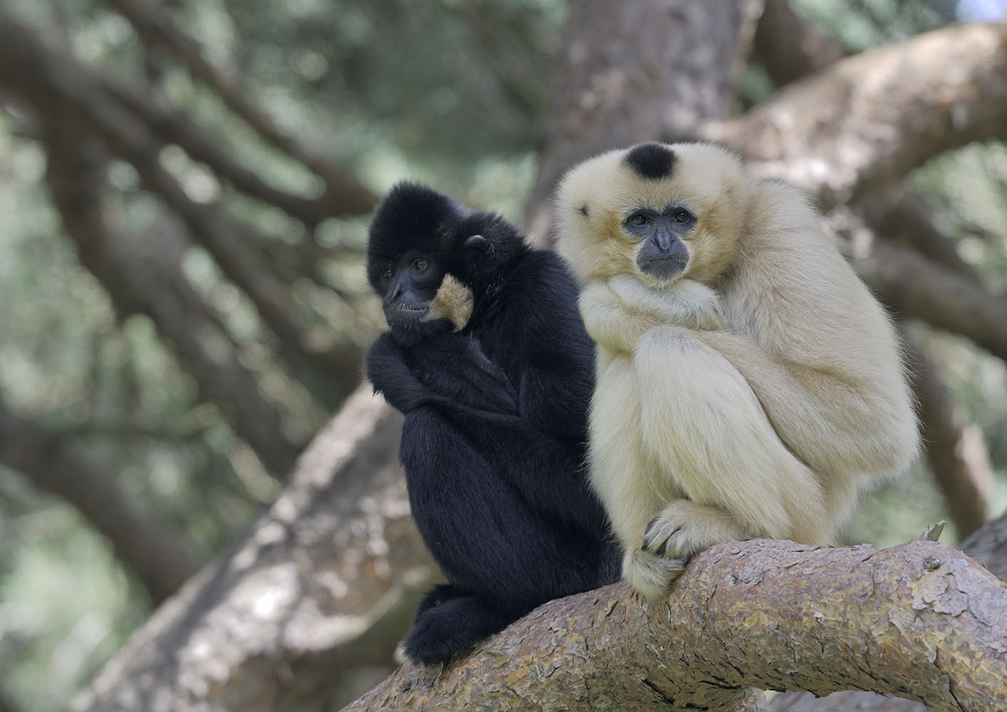 Golden-cheeked gibbon pair