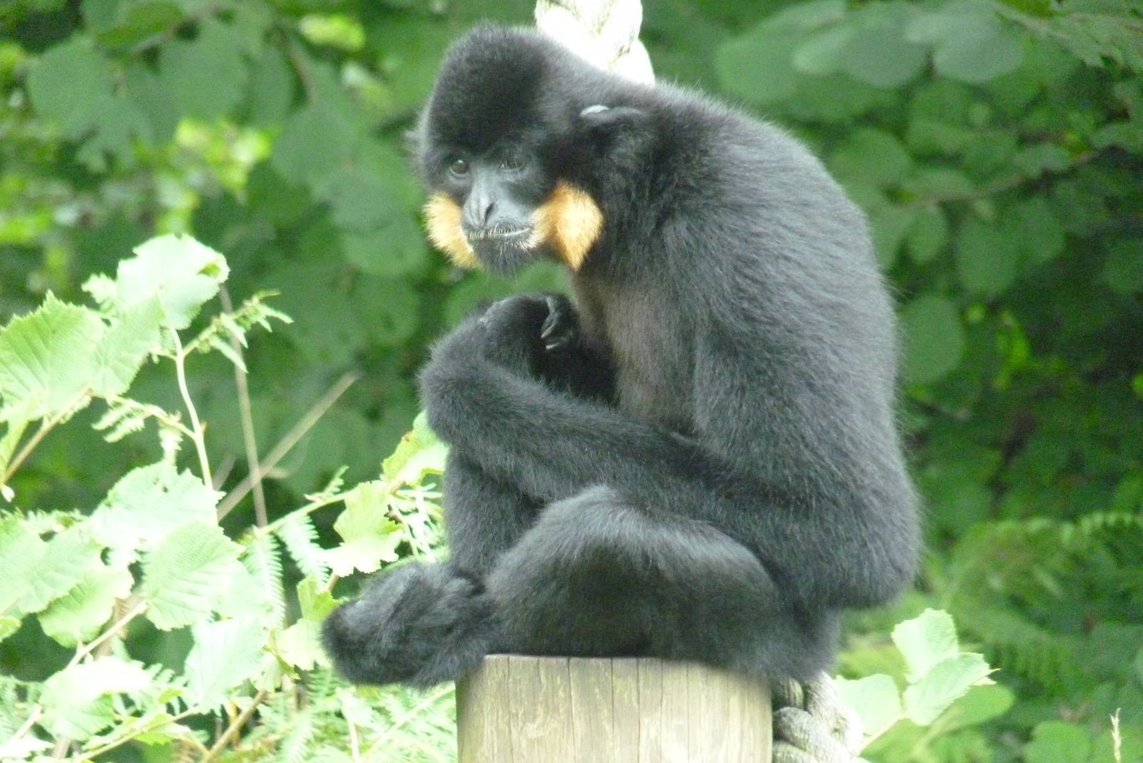 Golden-cheeked gibbon, September 2016