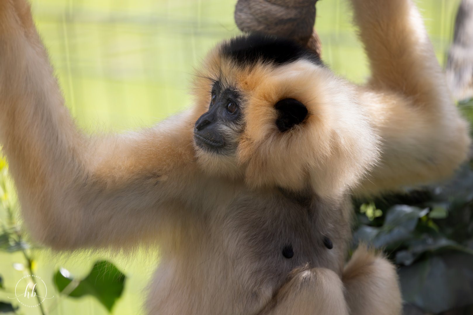Golden-cheeked Gibbon / Thrigby - 11-4-24