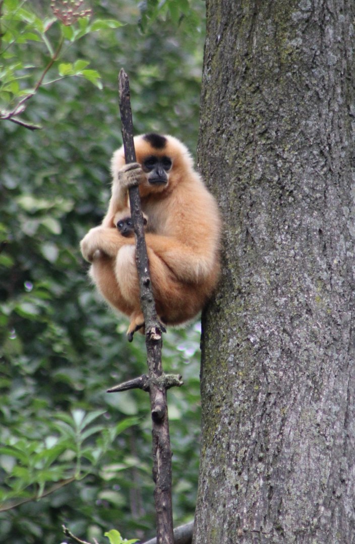 Golden-cheeked gibbon with young