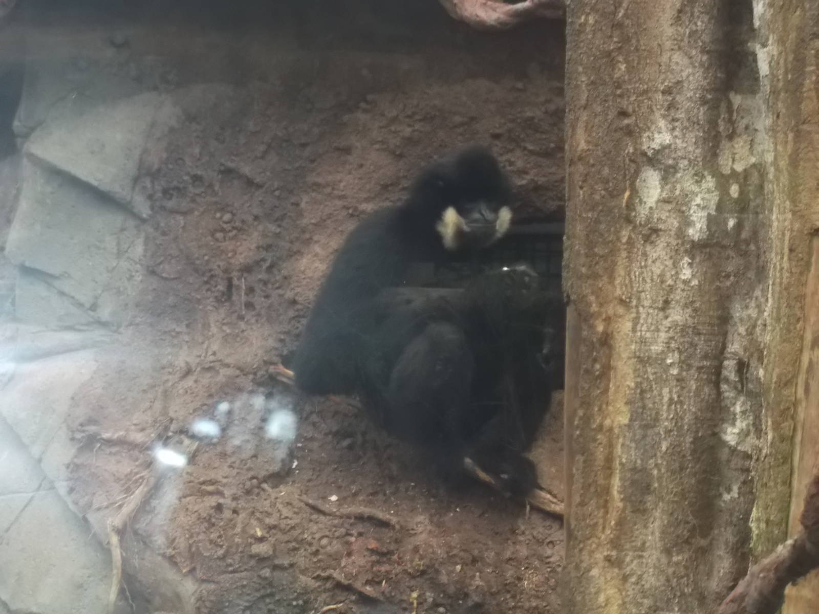 golden cheeked gibbon
