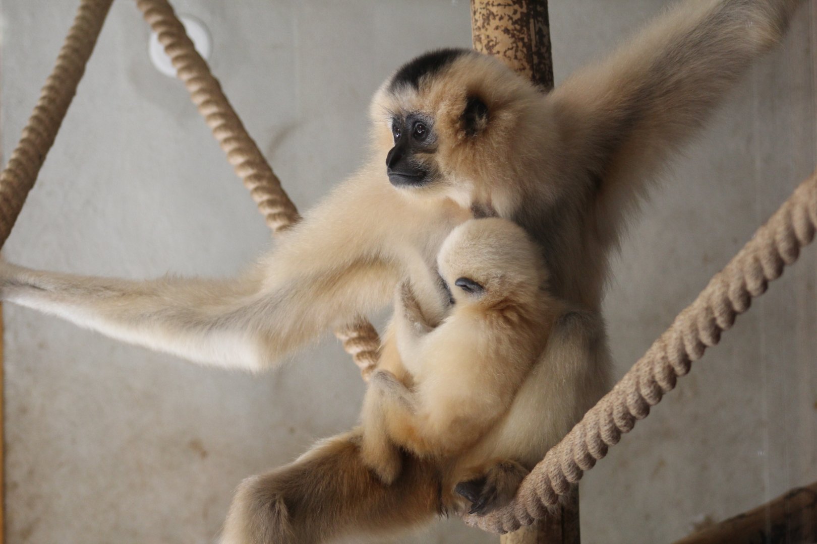 Golden-Cheeked Gibbon