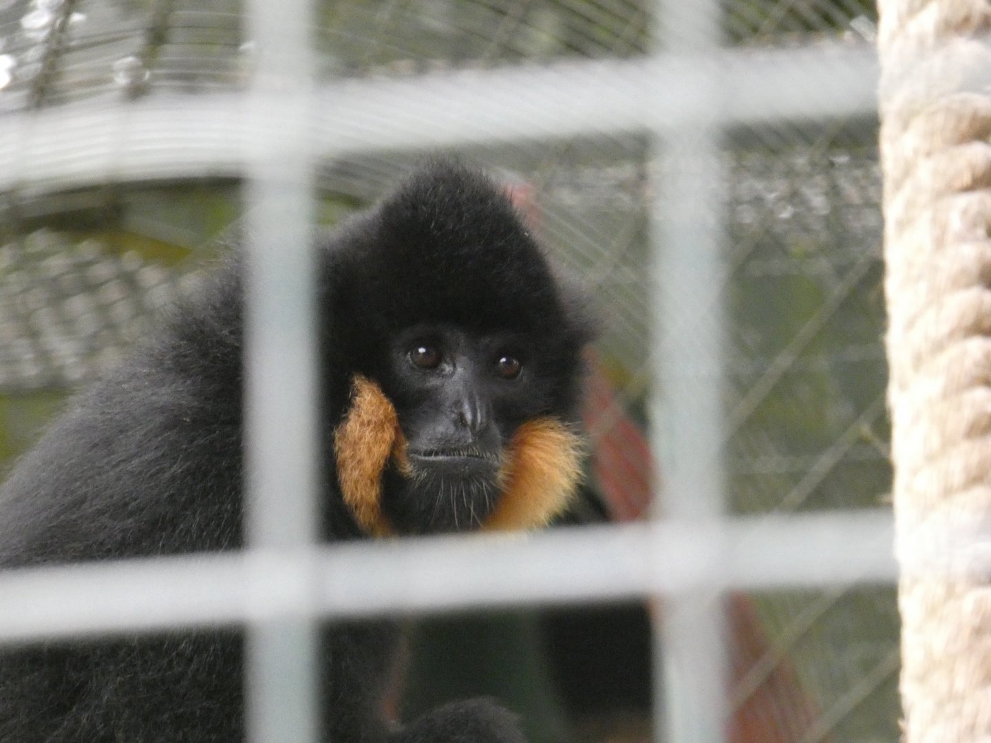Golden-cheeked gibbon