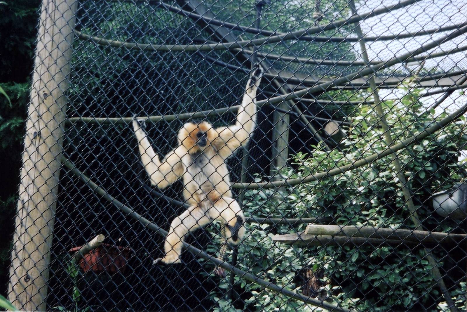 Golden-Cheeked Gibbon
