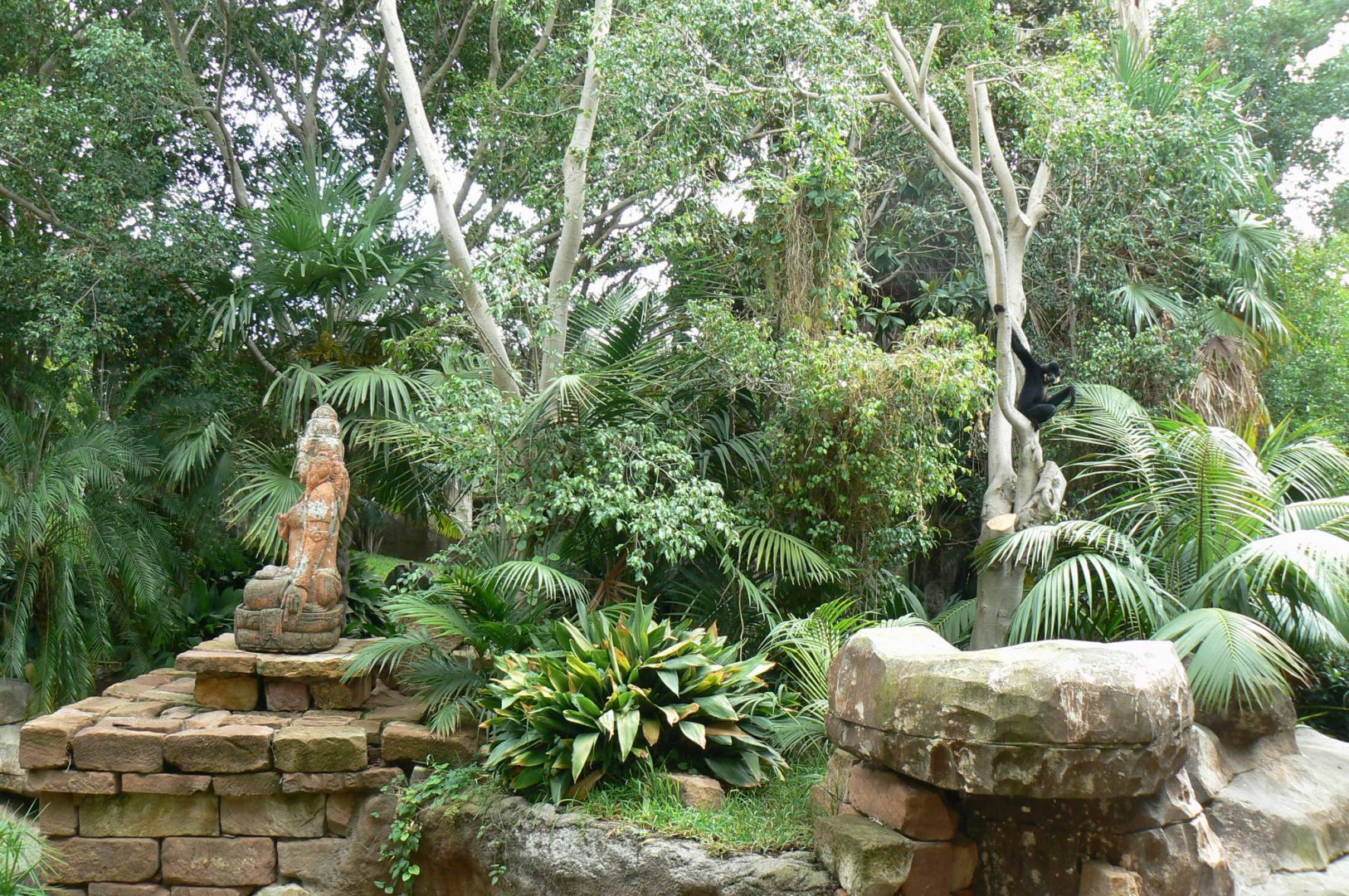 Golden-cheeked gibbons exhibit