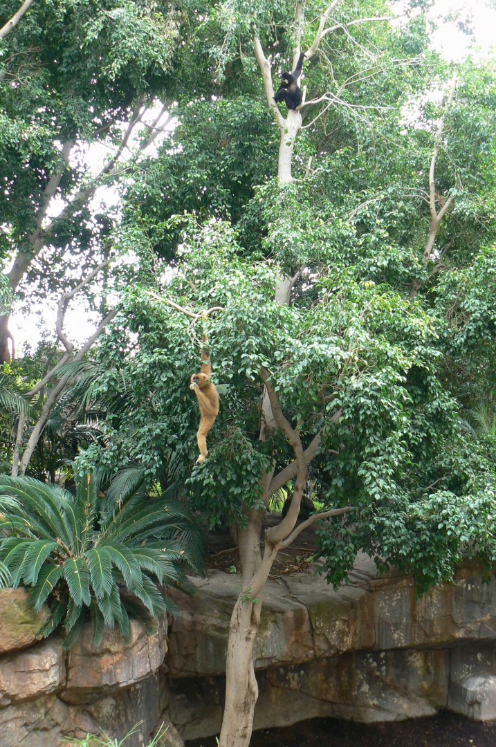 Golden-cheeked gibbons in their very nice exhibit