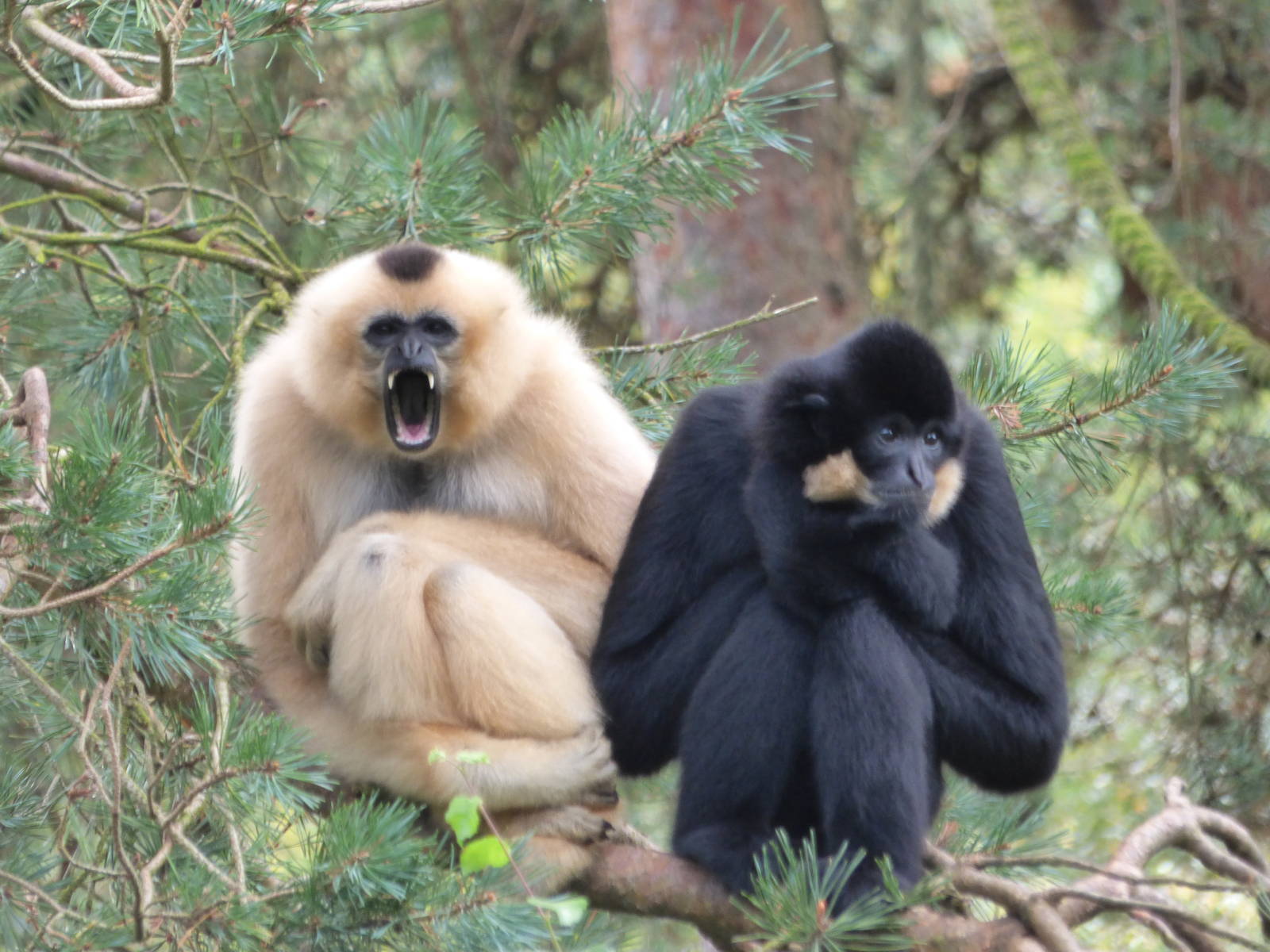 Golden Cheeked Gibbons, Kim and Tien