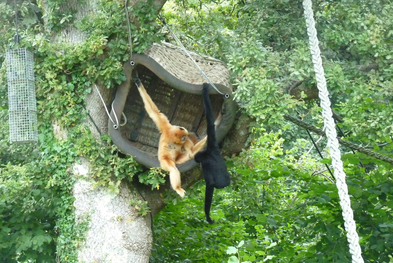 Golden-cheeked gibbons, September 2016