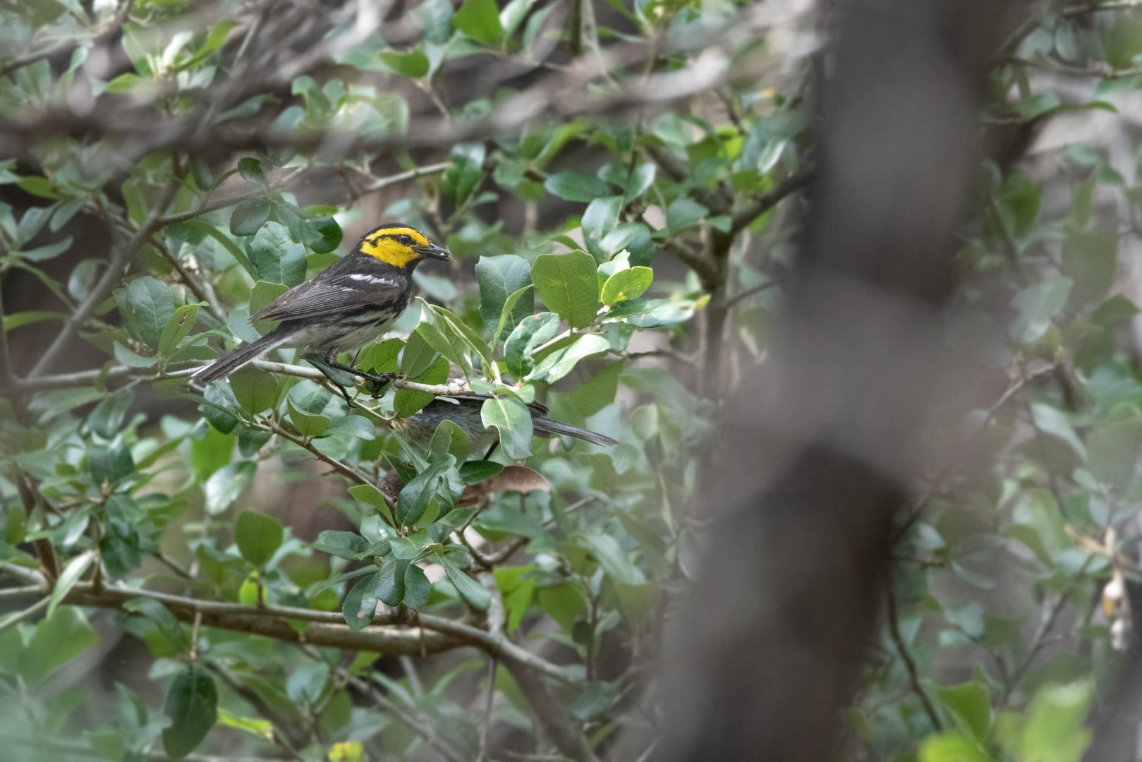 Golden-cheeked Warbler- (Setophaga chrysoparia)
