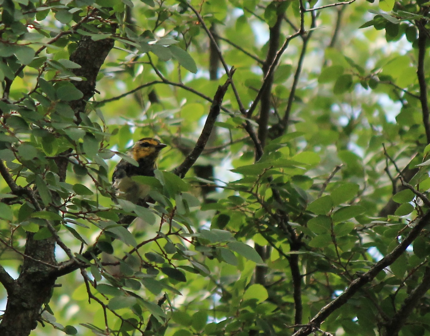 Golden-Cheeked Warbler