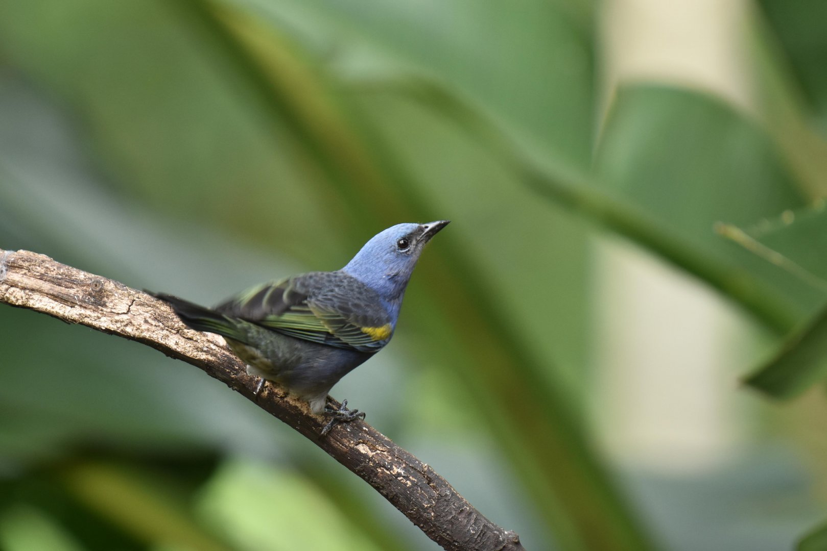Golden-chevroned Tanager Thraupis ornata
