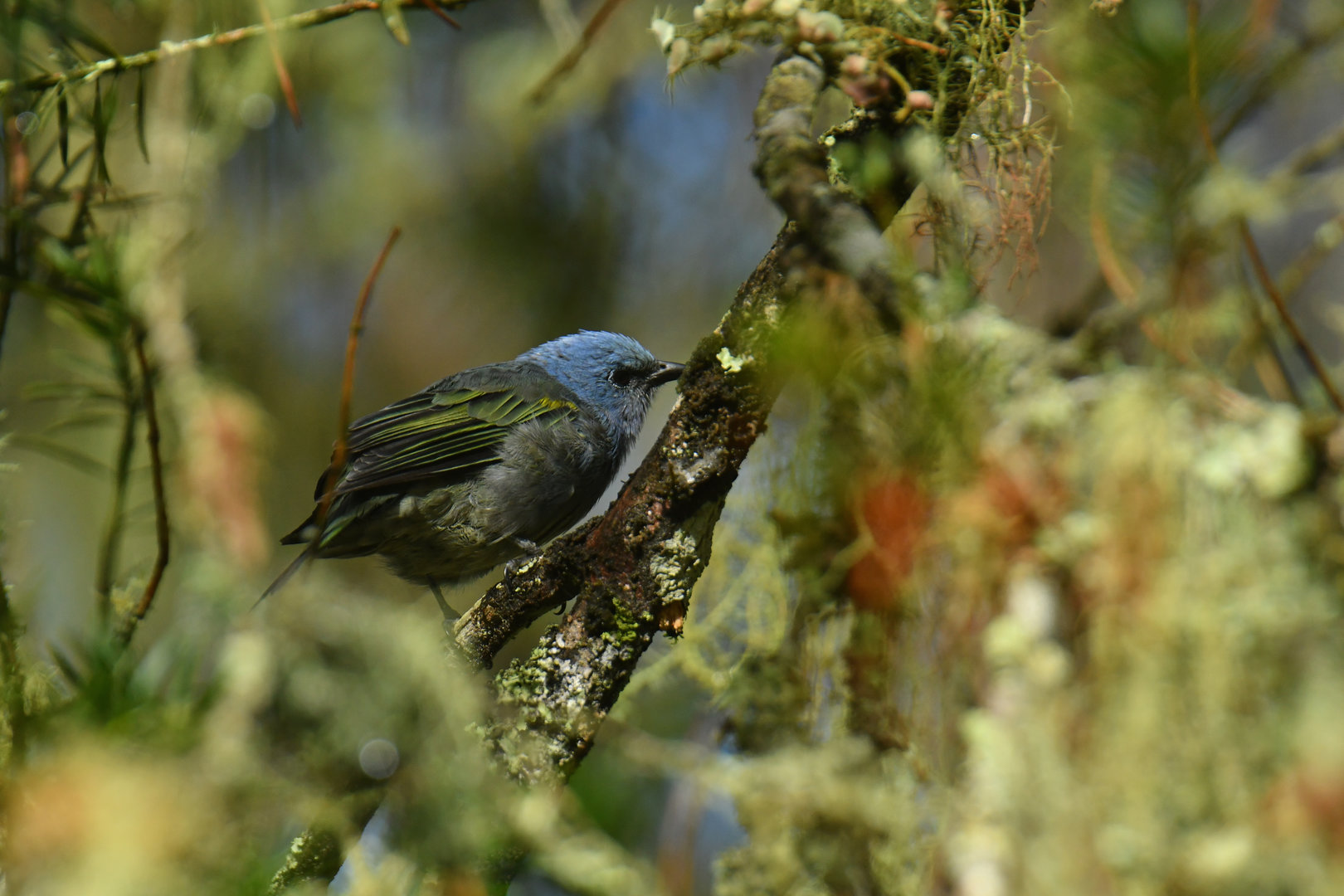Golden-chevroned Tanager Thraupis ornata