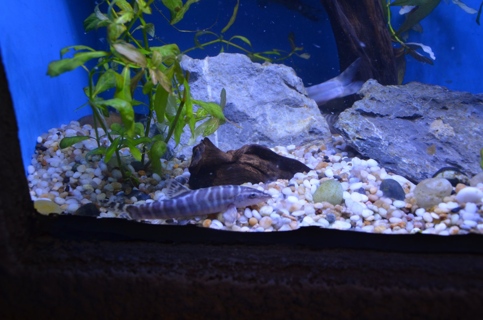 Golden chinese loach,Sinibotia superciliaris