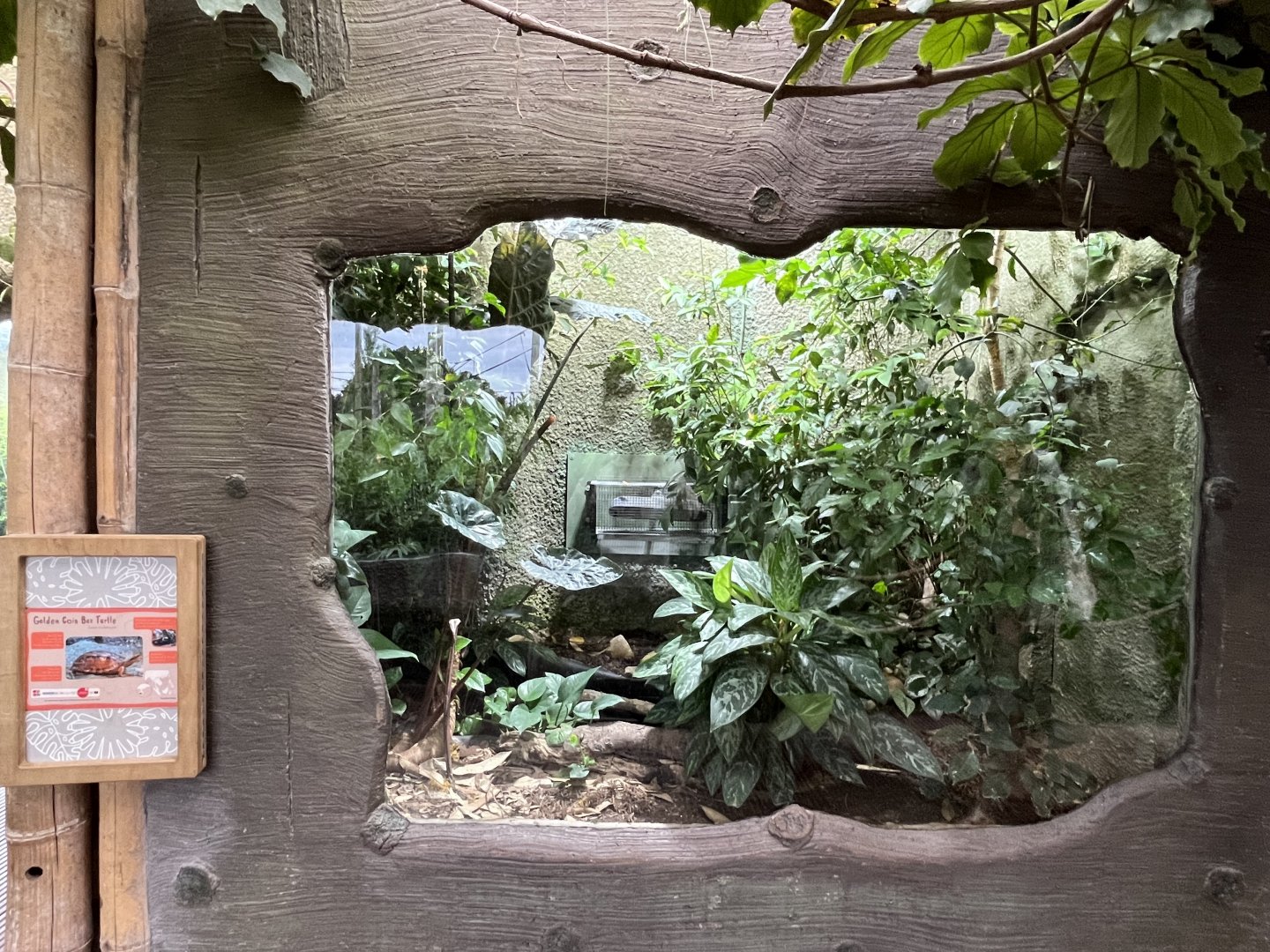 Golden coin box turtle enclosure 29.6.24