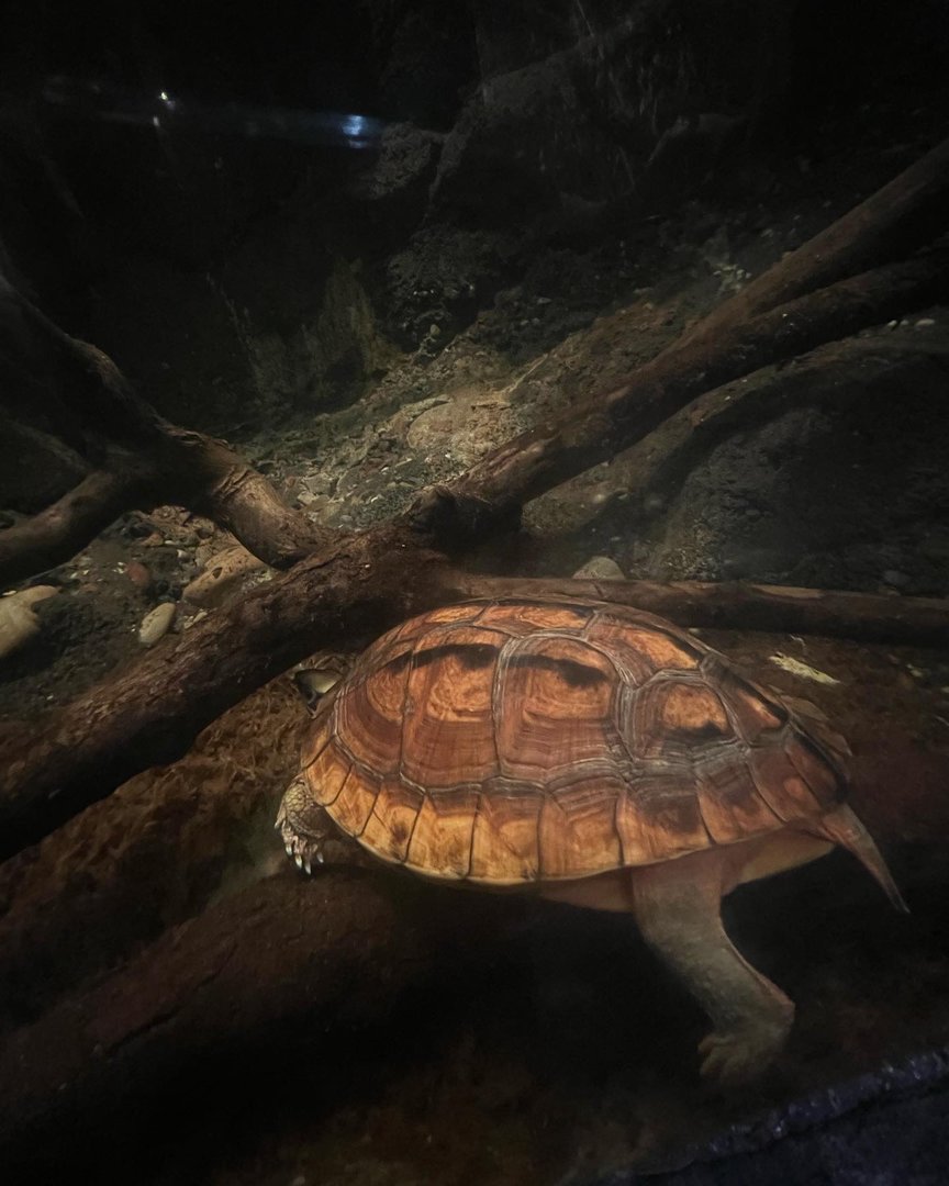 Golden Coin Turtle(also known as Chinese three-striped box turtle)