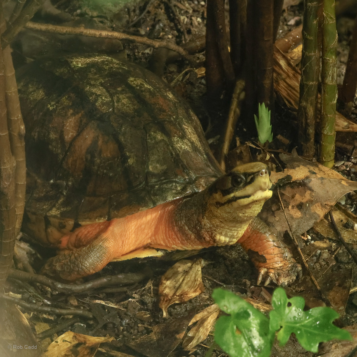 Golden coin turtle : Chester Zoo : 06 Sep 2025