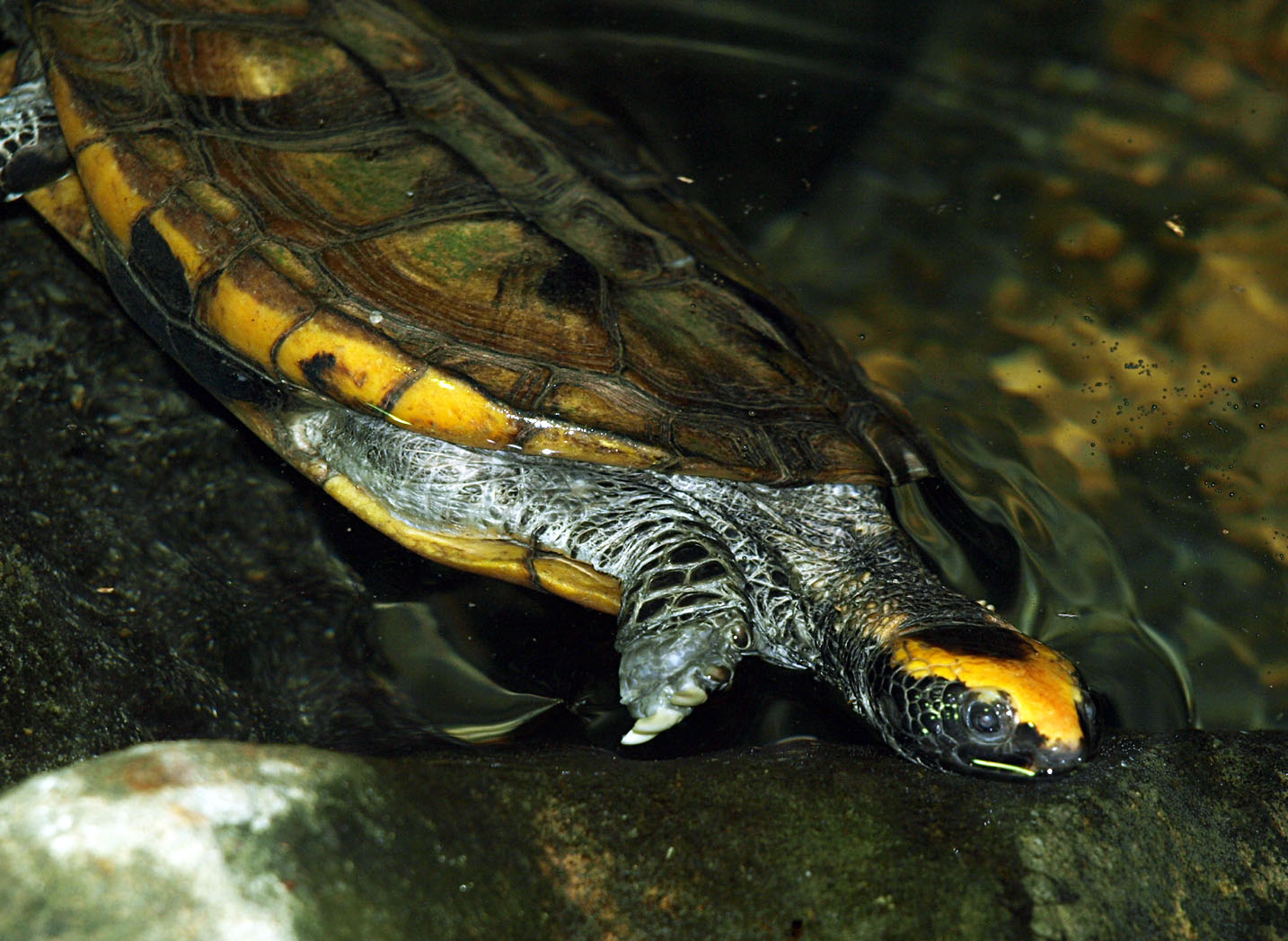 Golden Coin turtle (Cuora trifasciata)