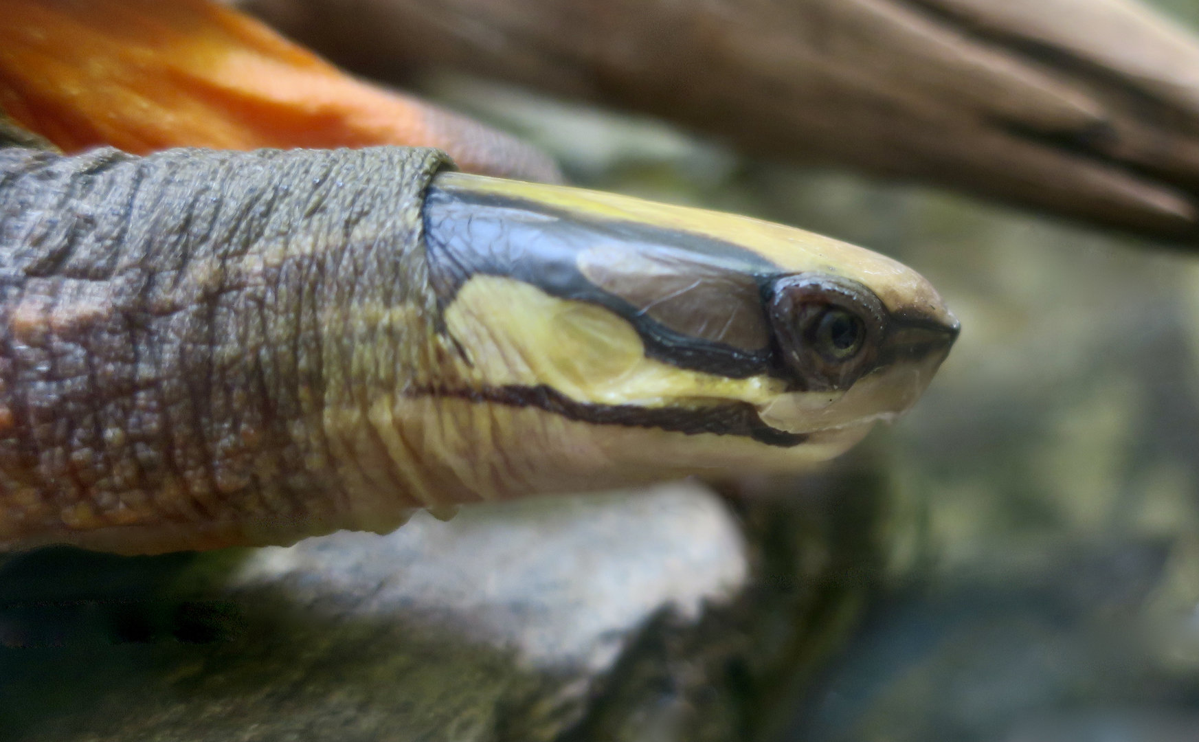 Golden Coin Turtle (Cuora trifasciata)