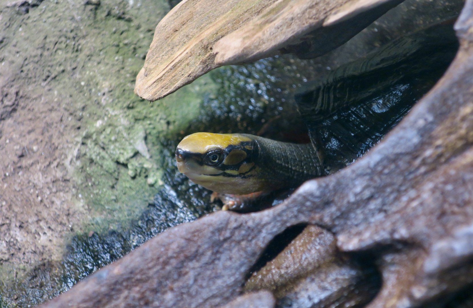 Golden Coin Turtle (Cuora trifasciata)