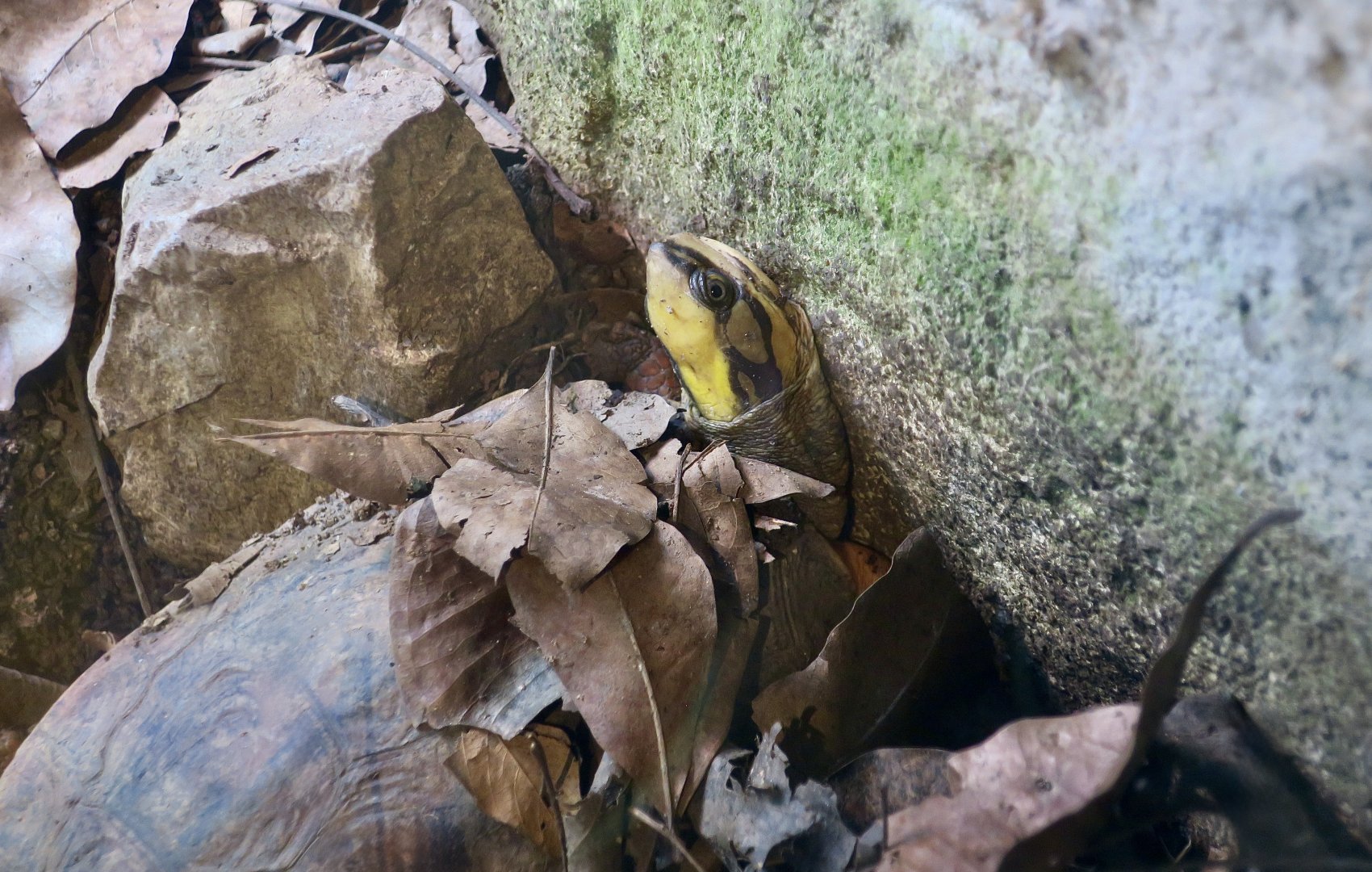 Golden Coin Turtle (Cuora trifasciata)
