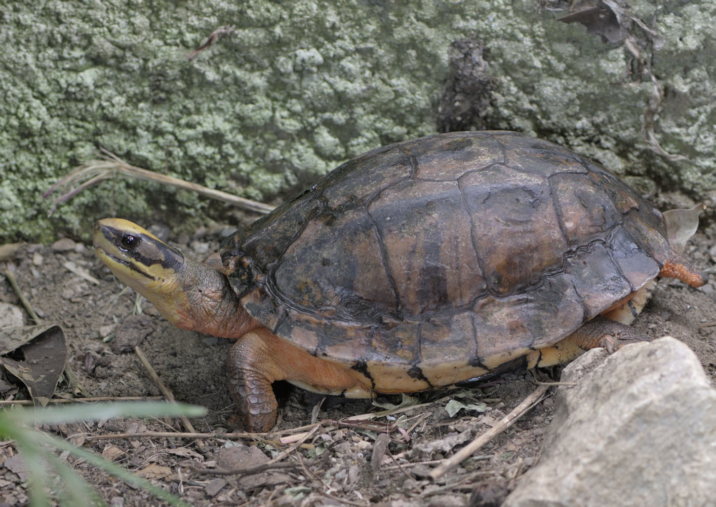 Golden coin turtle out of the water