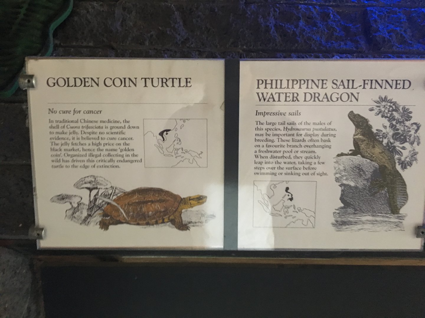 Golden Coin Turtle & Philippine Sail-Finned Water Dragon